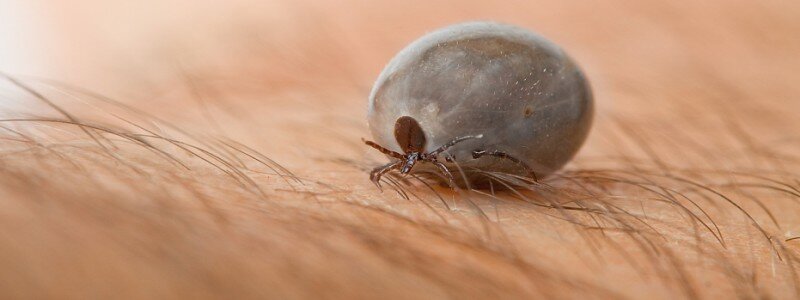 Borelioza (choroba z Lyme), wywoływana przez bakterie należące do krętków: Borrelia burgdorferi, Borrelia […]
